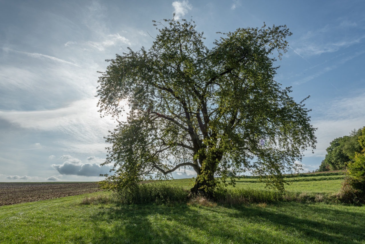 Deutschlands dickster Kirschbaum